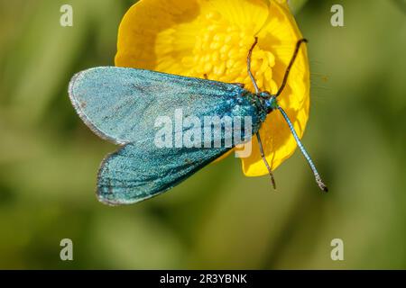 Adscita statices, syn. Procris statices, known as Green forester, Forester, moth Stock Photo