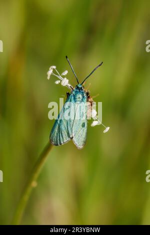 Adscita statices, syn. Procris statices, known as Green forester, Forester, moth Stock Photo