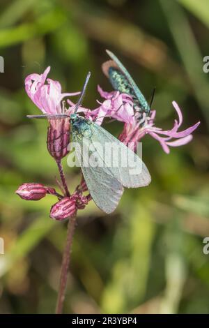 Adscita statices, syn. Procris statices, known as Green forester, Forester, moth Stock Photo