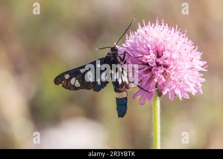 Amata phegea, known as Nine-spotted moth, Yellow belted burned Stock Photo