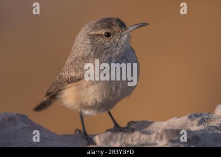 Rock wren sitting on a rock Stock Photo