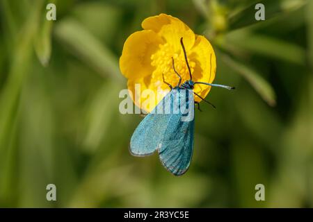Adscita statices, syn. Procris statices, known as Green forester, Forester, moth Stock Photo