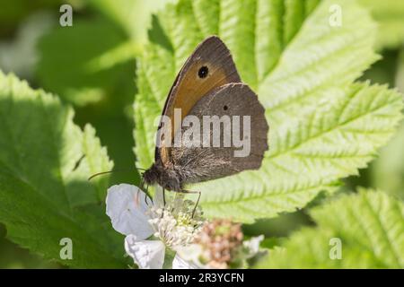 Maniola jurtina, known as the Meadow brown butterfly (male) Stock Photo