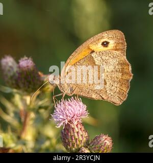 Maniola jurtina, known as the Meadow brown butterfly (female) Stock Photo