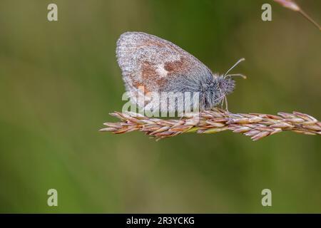 Coenonympha pamphilus, known as the Small heath butterfly Stock Photo