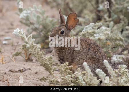 Brush rabbit in brush by beach Stock Photo
