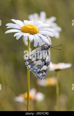 Melanargia galathea, known as the Marbled white butterfly Stock Photo