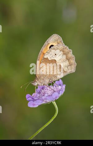 Maniola jurtina, known as the Meadow brown butterfly (female) Stock Photo
