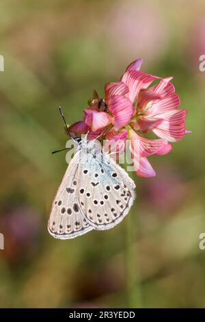 Phengaris arion (syn. Maculinea arion), known as the Large blue butterfly Stock Photo