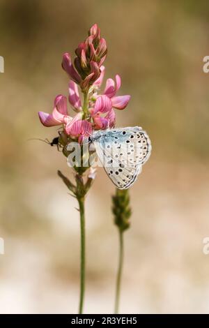Phengaris arion (syn. Maculinea arion), known as the Large blue butterfly Stock Photo