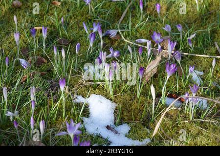 Crocus tommasinianus, woodland crocus Stock Photo