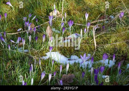 Crocus tommasinianus, woodland crocus Stock Photo