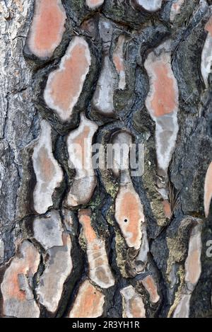 Bark Pattern of Mediterranean Pine Tree, Pinus pinea, aka Stone Pine or Mediterranean Stone Pine Stock Photo