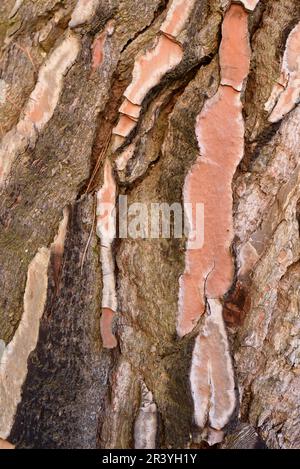 Bark Pattern of Mediterranean Pine Tree, Pinus pinea, aka Stone Pine or Mediterranean Stone Pine Stock Photo