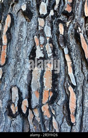 Bark Pattern of Mediterranean Pine Tree, Pinus pinea, aka Stone Pine or Mediterranean Stone Pine Stock Photo