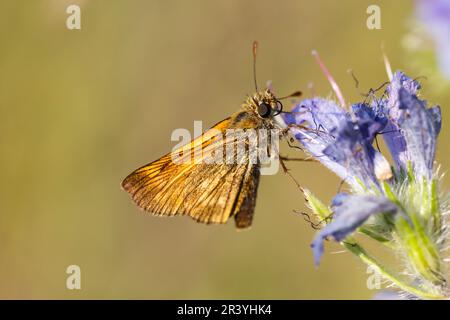 Ochlodes sylvanus, syn. Ochlodes venatus, known as Large skipper Stock Photo