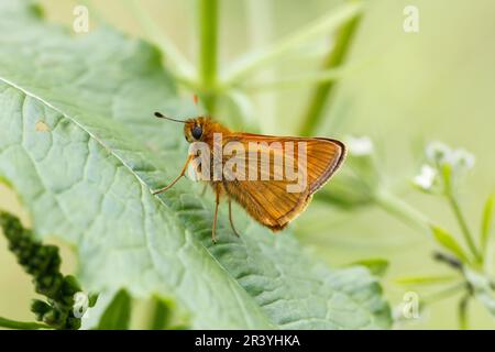 Ochlodes sylvanus, syn. Ochlodes venatus, known as Large skipper Stock Photo