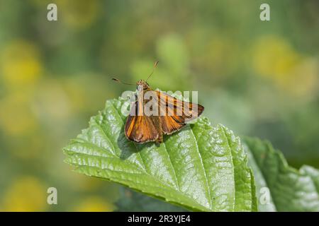 Ochlodes sylvanus, syn. Ochlodes venatus, known as Large skipper Stock Photo