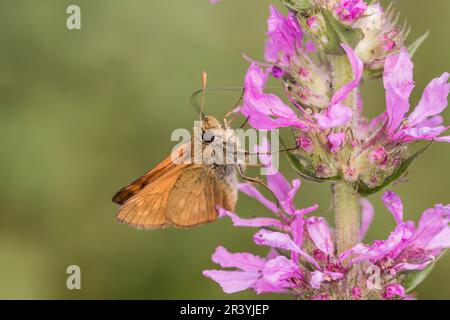Ochlodes sylvanus, syn. Ochlodes venatus, known as Large skipper Stock Photo