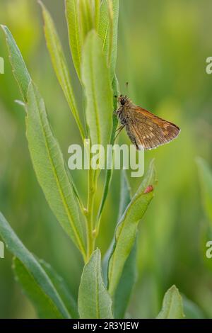 Ochlodes sylvanus, syn. Ochlodes venatus, known as Large skipper Stock Photo