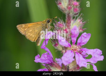 Ochlodes sylvanus, syn. Ochlodes venatus, known as Large skipper Stock Photo