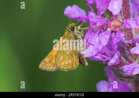 Ochlodes sylvanus, syn. Ochlodes venatus, known as Large skipper Stock Photo