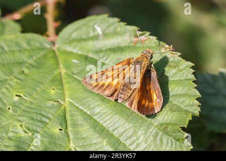 Ochlodes sylvanus (Ochlodes venatus), male butterfly, known as Large skipper Stock Photo