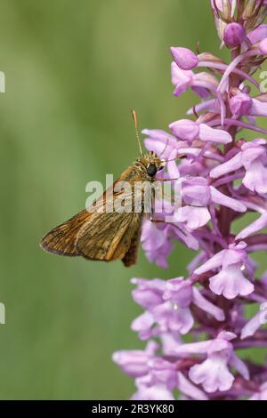 Ochlodes sylvanus, syn. Ochlodes venatus, known as Large skipper Stock Photo
