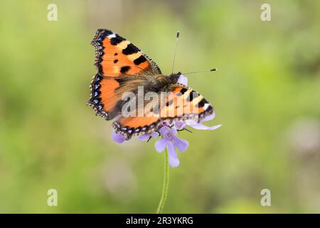 Aglais urticae, syn. Nymphalis urticae, known as Small tortoiseshell butterfly Stock Photo