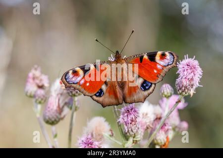 Inachis io, syn. Nymphalis io, known as Peacock butterfly, European peacock Stock Photo