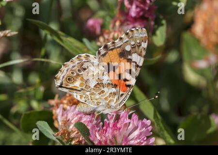 Vanessa cardui, syn. Cynthia cardui, known as Painted lady, Painted lady butterfly Stock Photo
