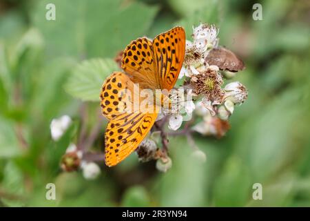Argynnis paphia, male butterfly, known as Silver-washed fritillary, Silver washed fritillary Stock Photo