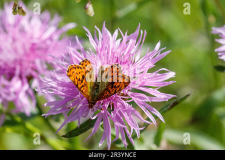 Boloria aquilonaris, known as the Cranberry fritillary butterfly Stock Photo
