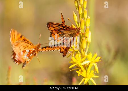 Boloria aquilonaris, known as Cranberry fritillary (copula) flying butterfly Stock Photo