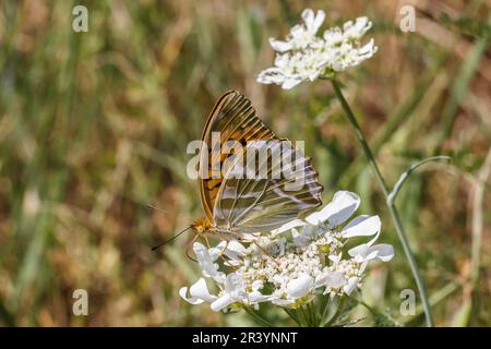 Argynnis paphia, form argyrea, known as Silver-washed fritillary (female butterfly) Stock Photo