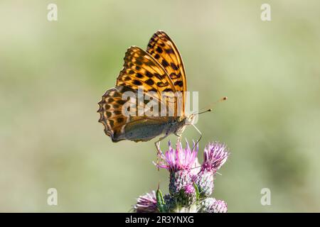 Argynnis paphia, female butterfly, known as Silver-washed fritillary, Silver washed fritillary Stock Photo