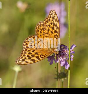 Argynnis paphia, female butterfly, known as Silver-washed fritillary, Silver washed fritillary Stock Photo