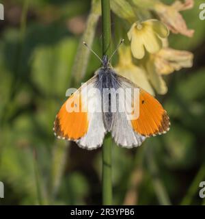 Anthocharis cardamines, known as Orange tip, Orange-tip butterfly (male butterfly) Stock Photo