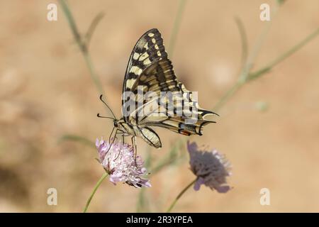 Papilio machaon, known as Old World swallowtail, Common yellow swallowtail, European swallowtail Stock Photo