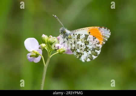 Anthocharis cardamines, known as Orange tip, Orange-tip butterfly (male butterfly) Stock Photo