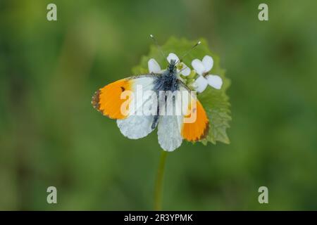 Anthocharis cardamines, known as Orange tip, Orange-tip butterfly Stock Photo