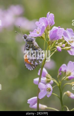 Anthocharis cardamines, known as Orange tip, Orange-tip butterfly (male butterfly) Stock Photo