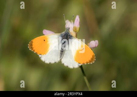 Anthocharis cardamines, known as Orange tip, Orange-tip butterfly Stock Photo