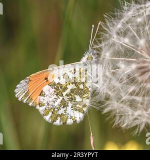 Anthocharis cardamines, known as Orange tip, Orange-tip butterfly (male butterfly) Stock Photo