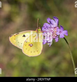 Colias alfacariensis, syn. Colias australis, known as Bergers clouded yellow butterfly Stock Photo