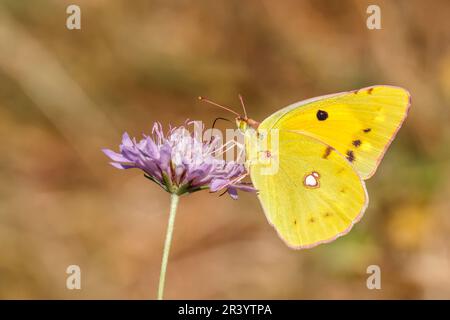 Colias croceus, syn. Colias crocea, known as Dark clouded yellow, Common clouded yellow, female Stock Photo
