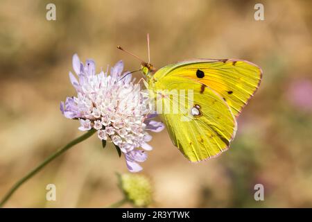 Colias croceus, syn. Colias crocea, known as Dark clouded yellow, Common clouded yellow Stock Photo
