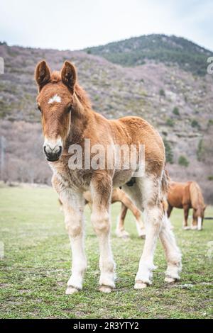 Small horse in the catalan Pyrenes Stock Photo
