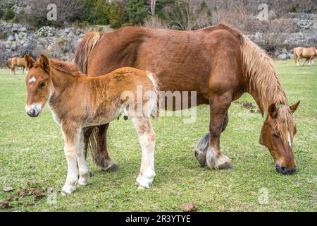 Small horse and mother horse in the catalan Pyrenes Stock Photo