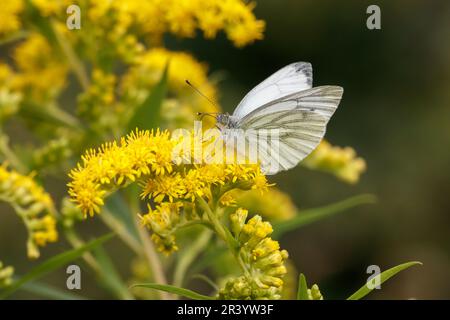 Pieris napi, known as Green-veined white, Green veined white butterfly Stock Photo
